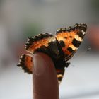 Schmetterling