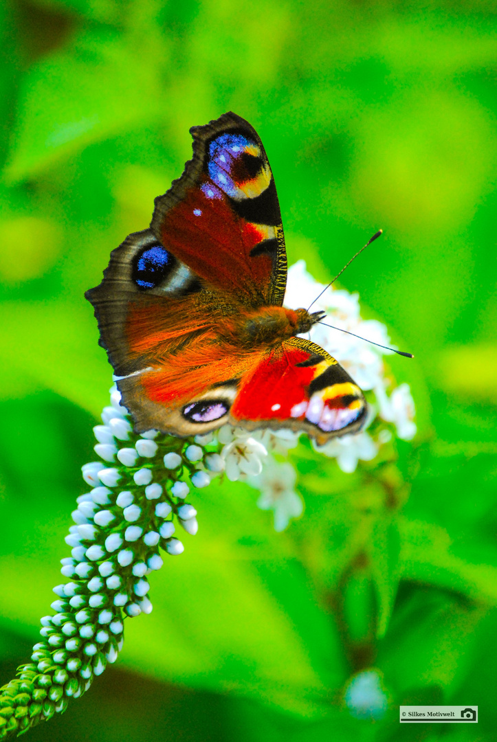 Schmetterling