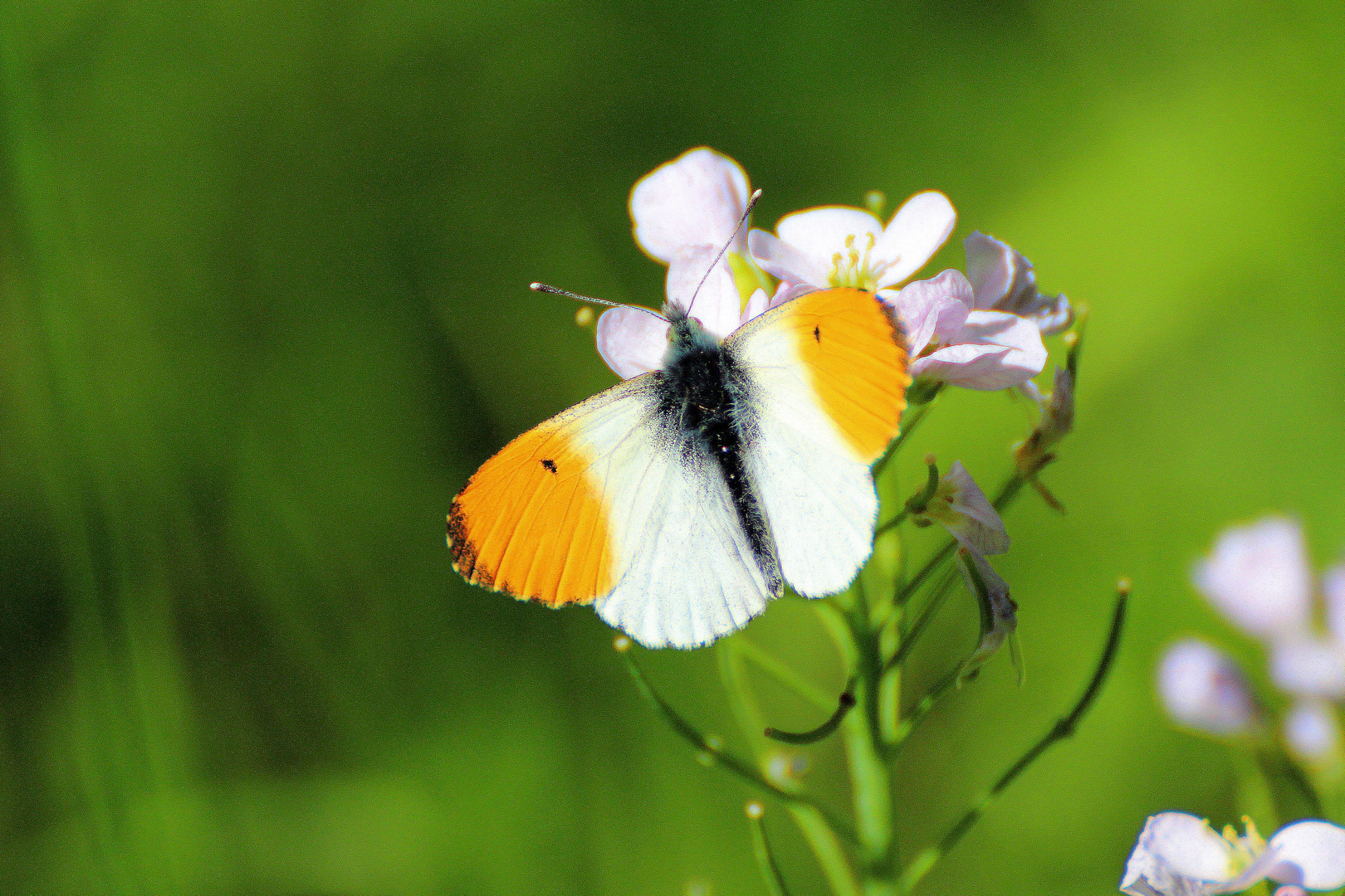 Schmetterling