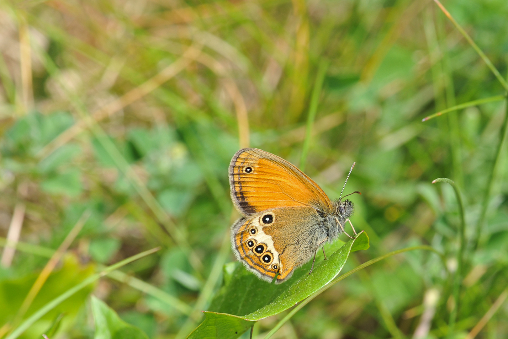 Schmetterling