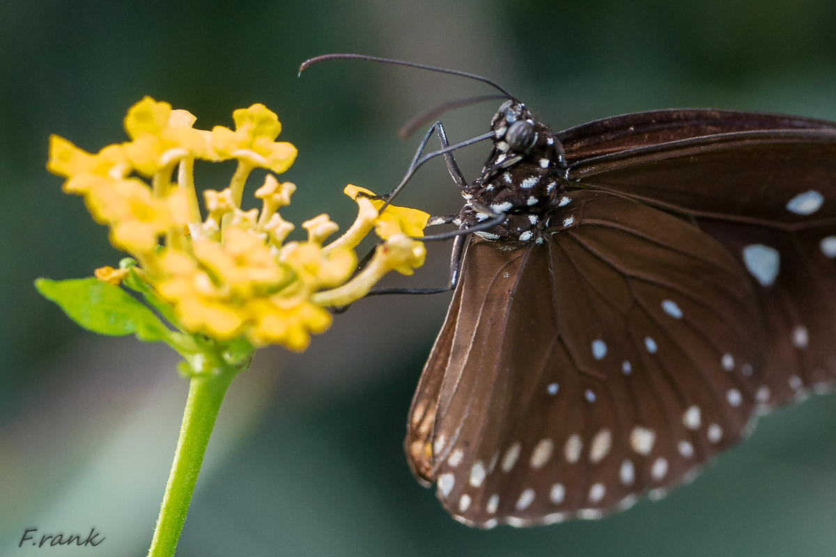 Schmetterling 