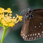 Schmetterling 