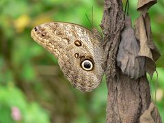 Schmetterling