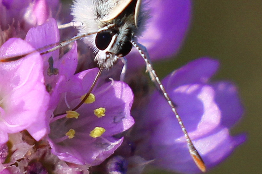 Schmetterling