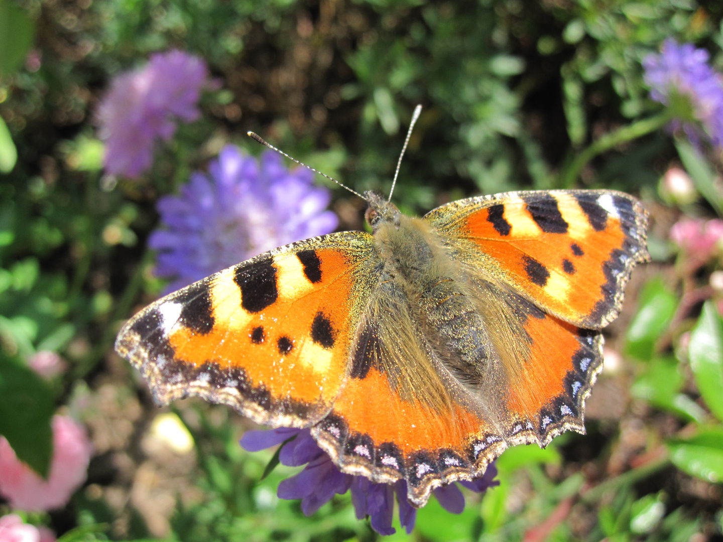 Schmetterling