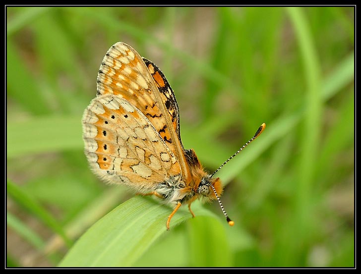 Schmetterling