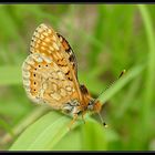 Schmetterling