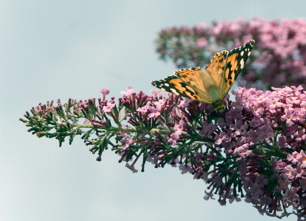 Schmetterling