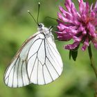 Schmetterling