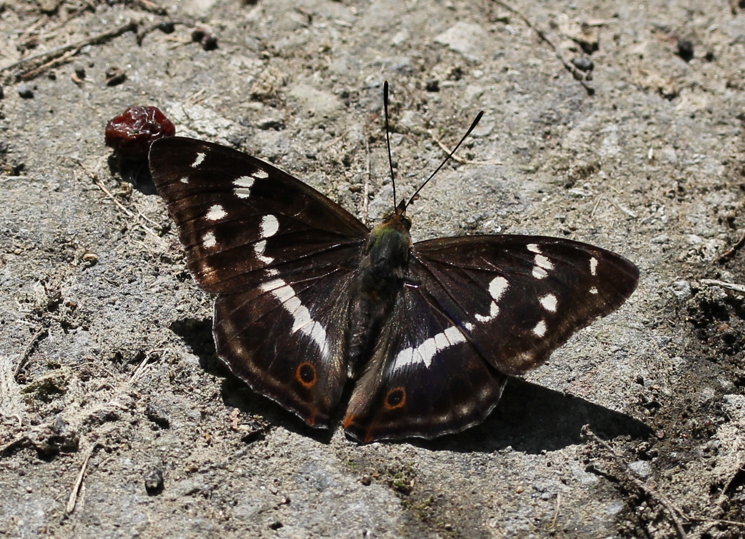 Schmetterling