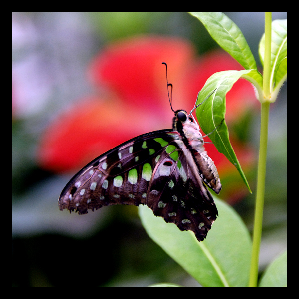 Schmetterling