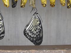 Schmetterling