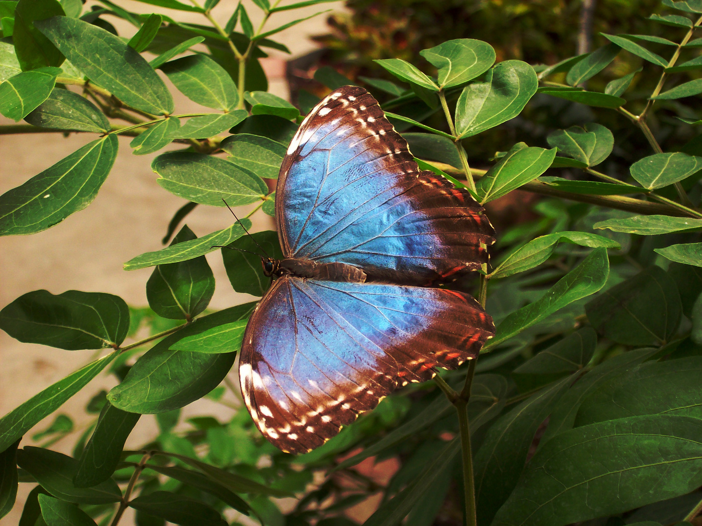 Schmetterling