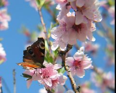 Schmetterling