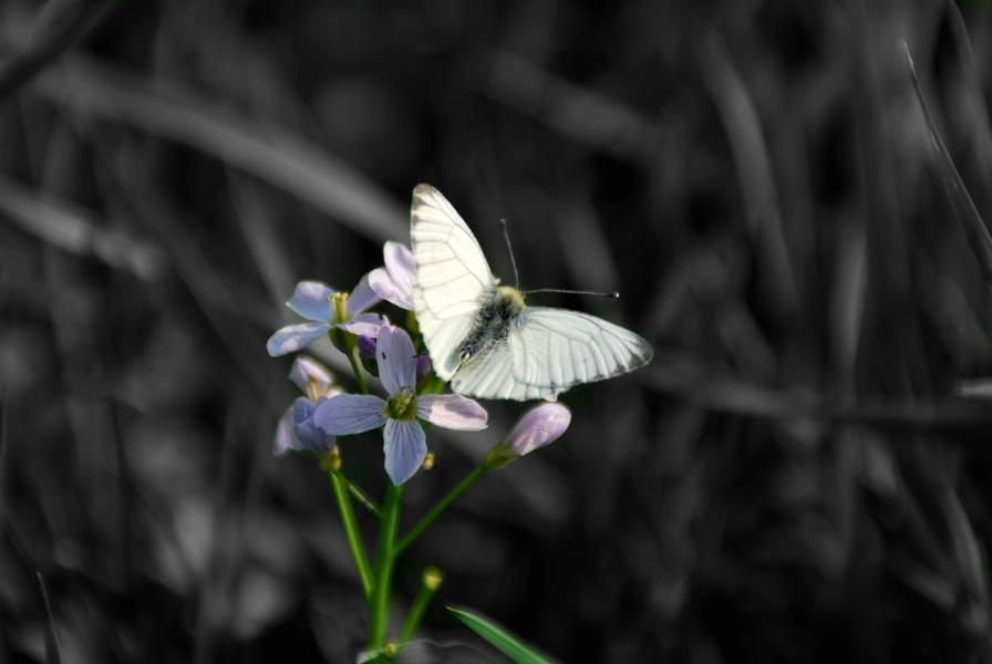 Schmetterling