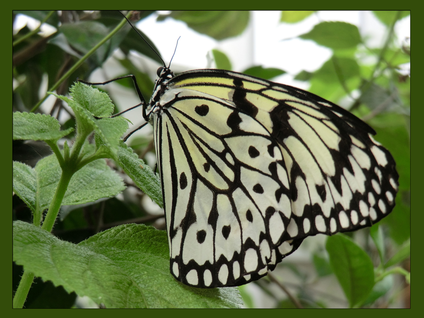 Schmetterling