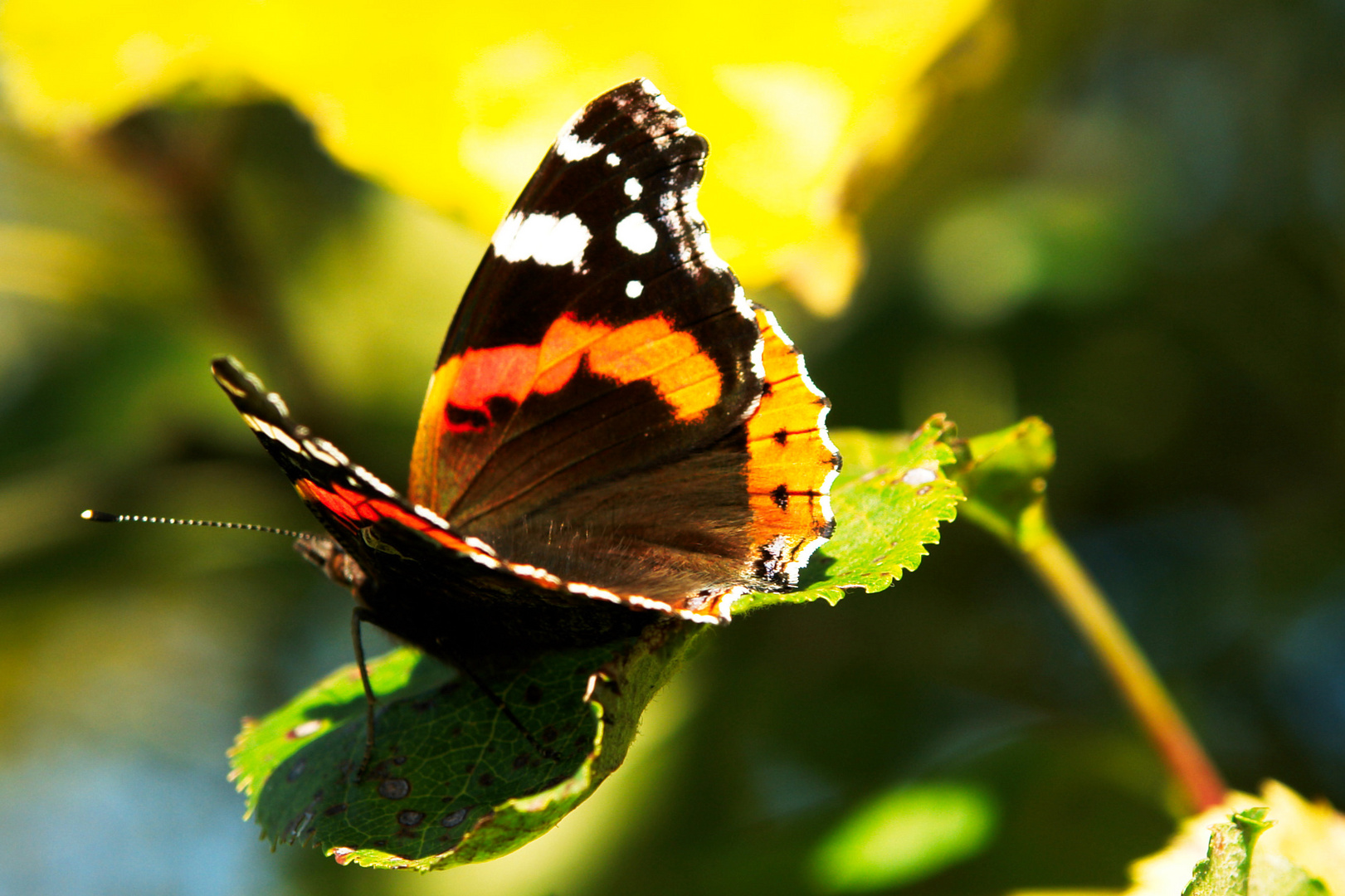 Schmetterling