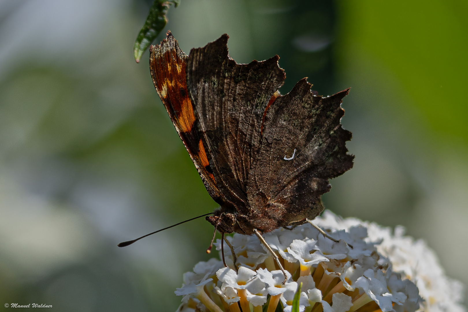 Schmetterling