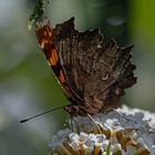 Schmetterling