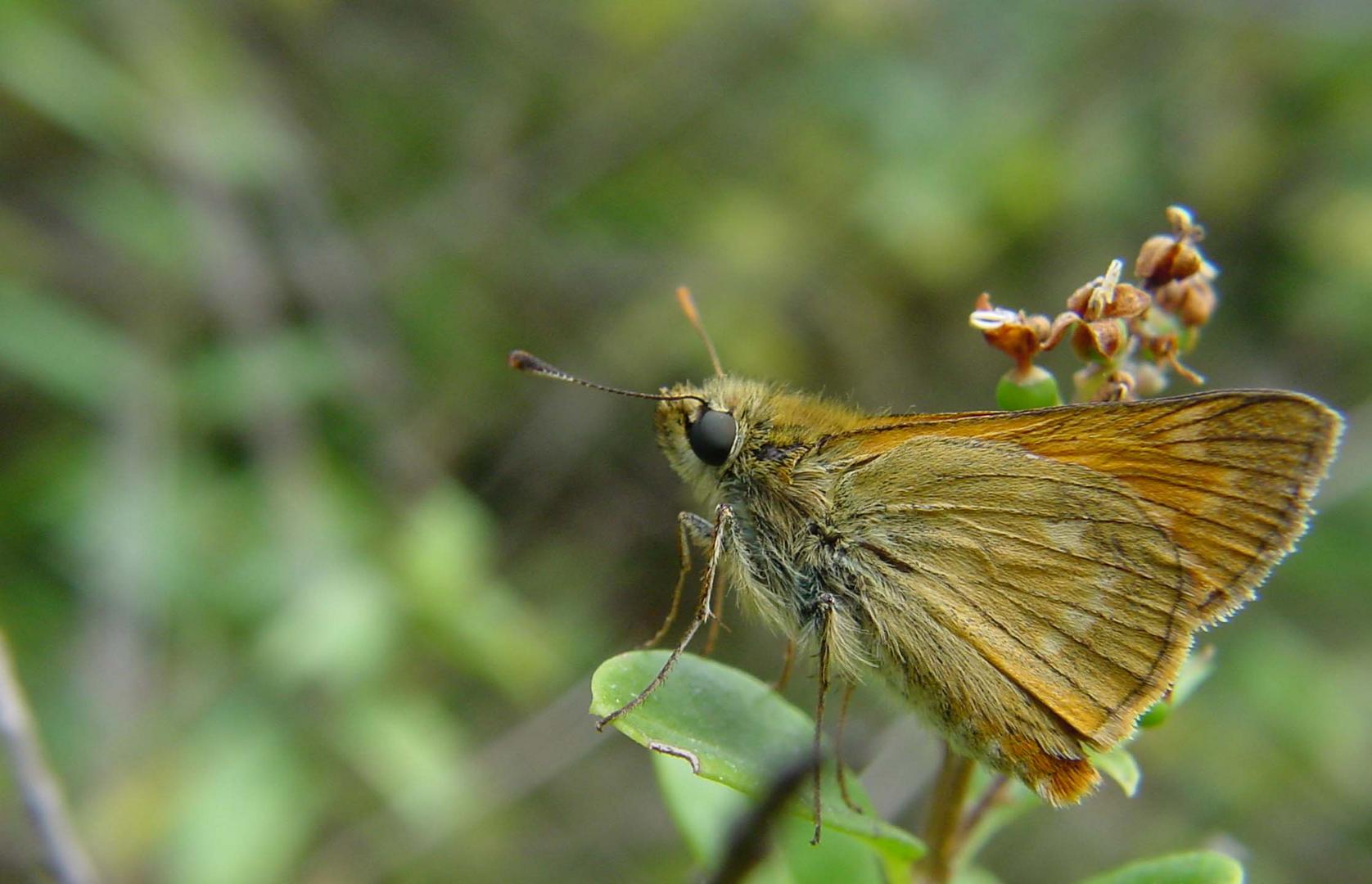 Schmetterling