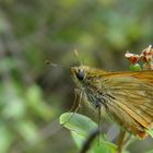 Schmetterling