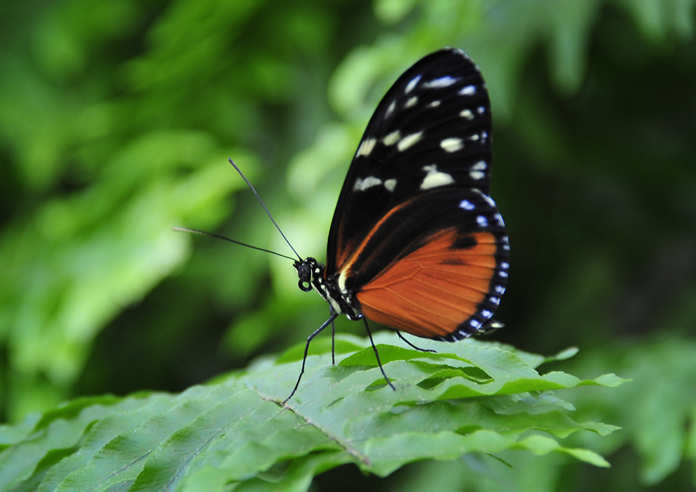 Schmetterling