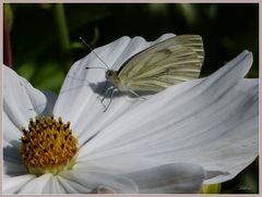 Schmetterling ...