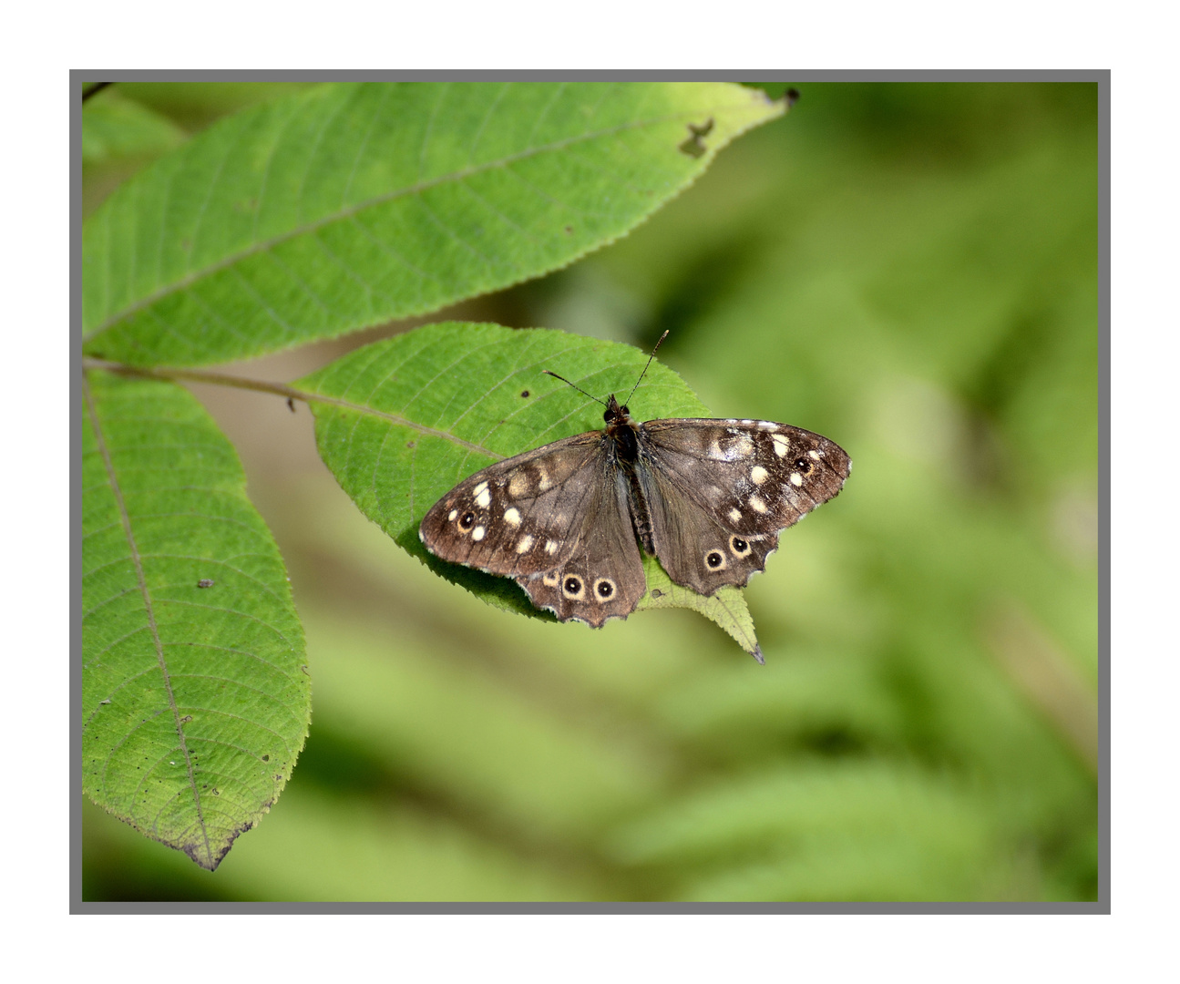 Schmetterling