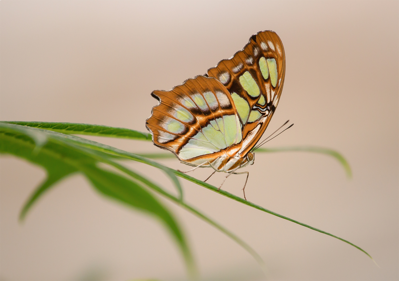 Schmetterling