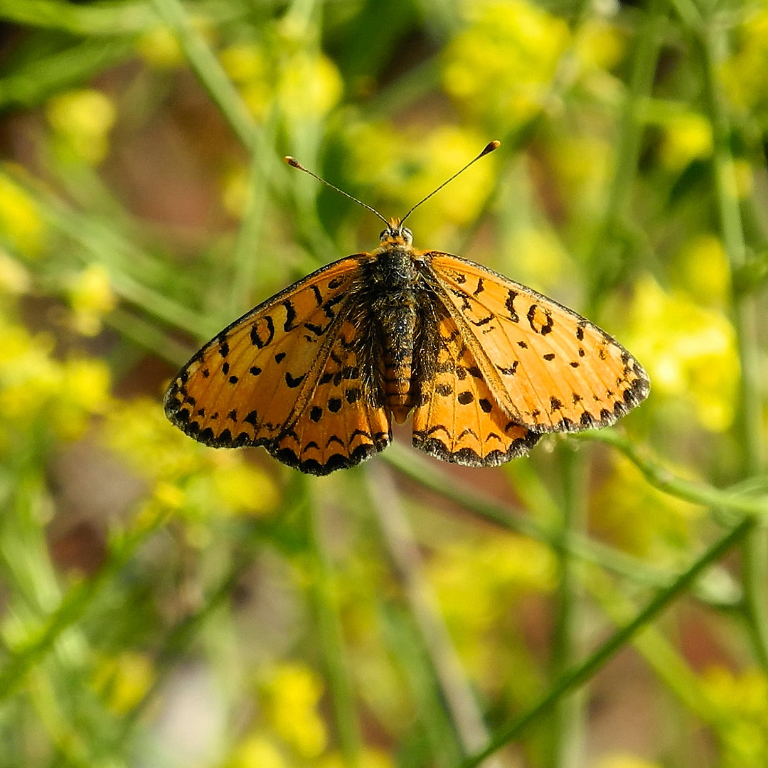 Schmetterling