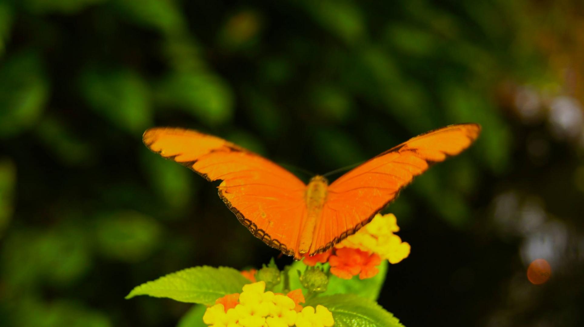 Schmetterling