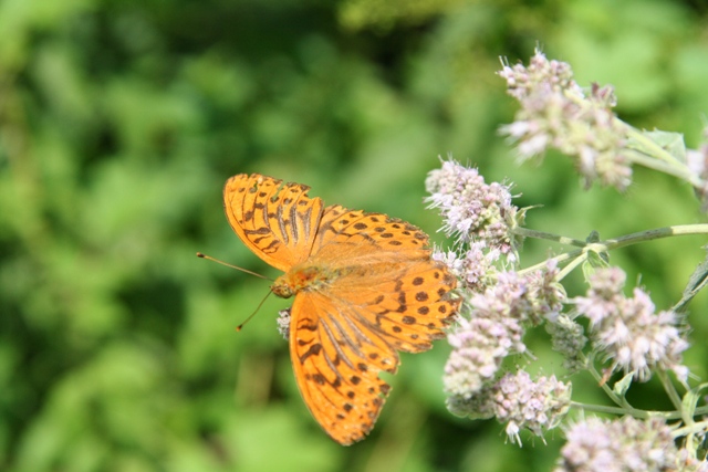 Schmetterling