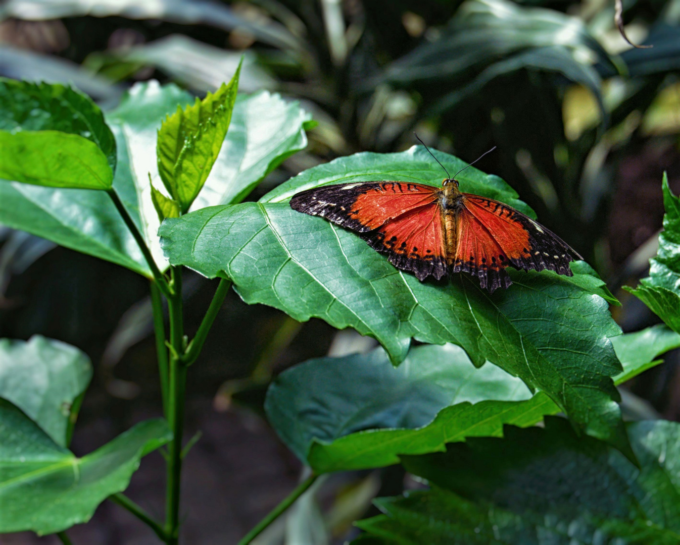 Schmetterling