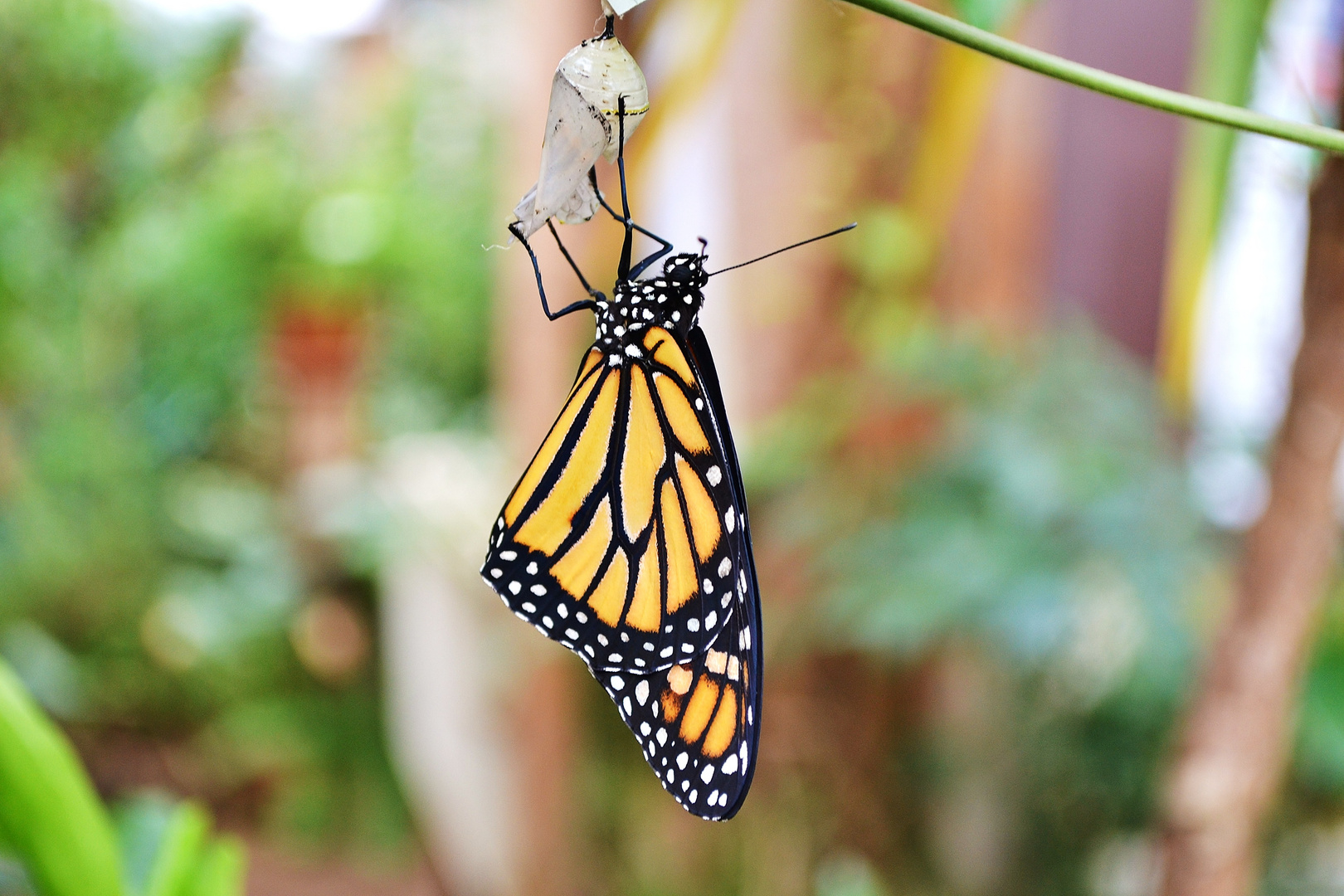 Schmetterling