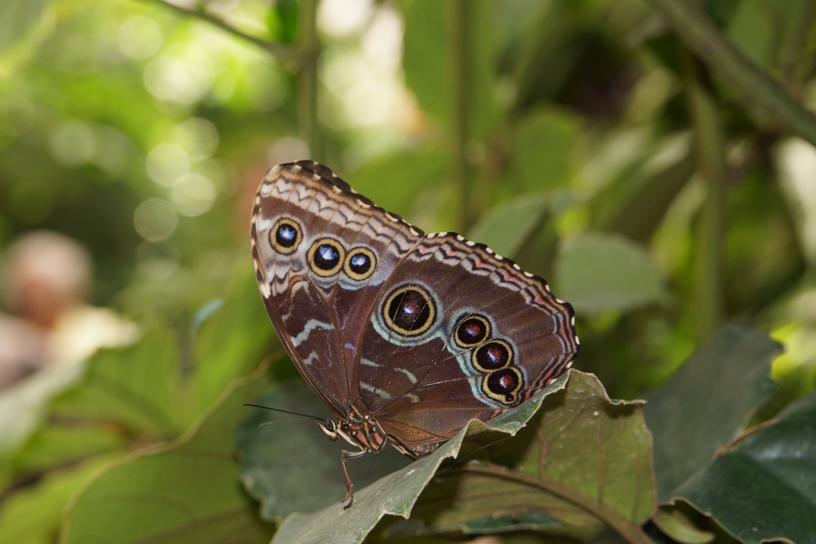 Schmetterling