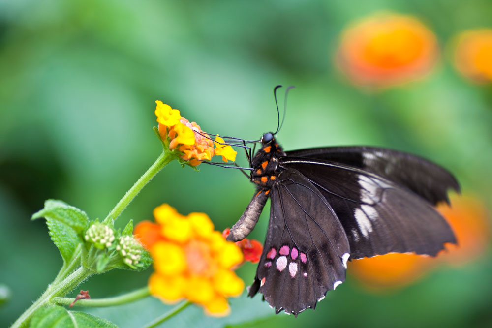 Schmetterling