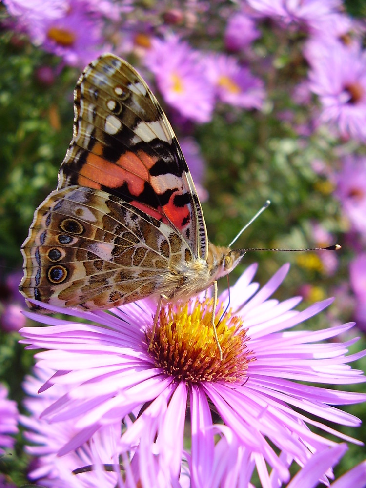 schmetterling