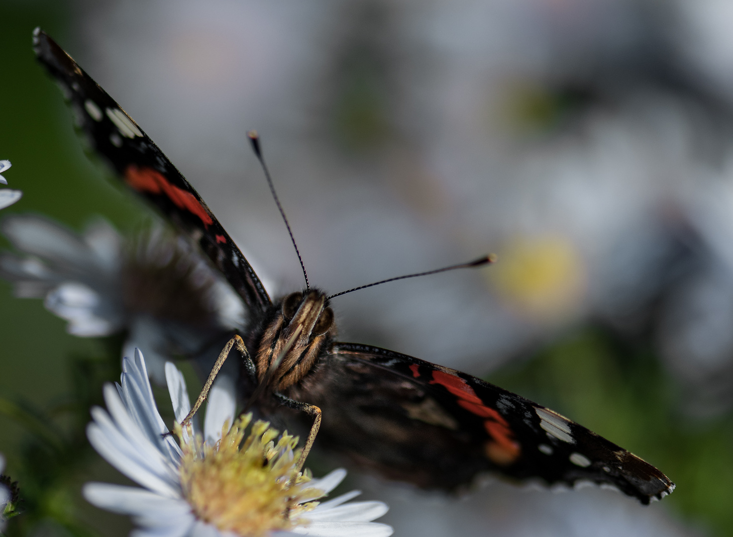 Schmetterling