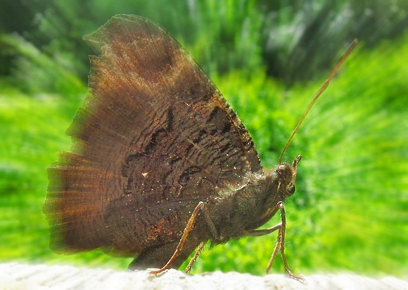 Schmetterling