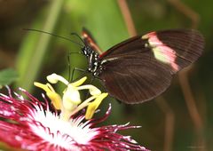 Schmetterling 