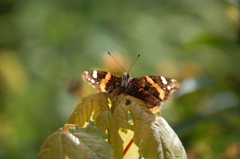 Schmetterling