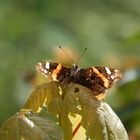 Schmetterling