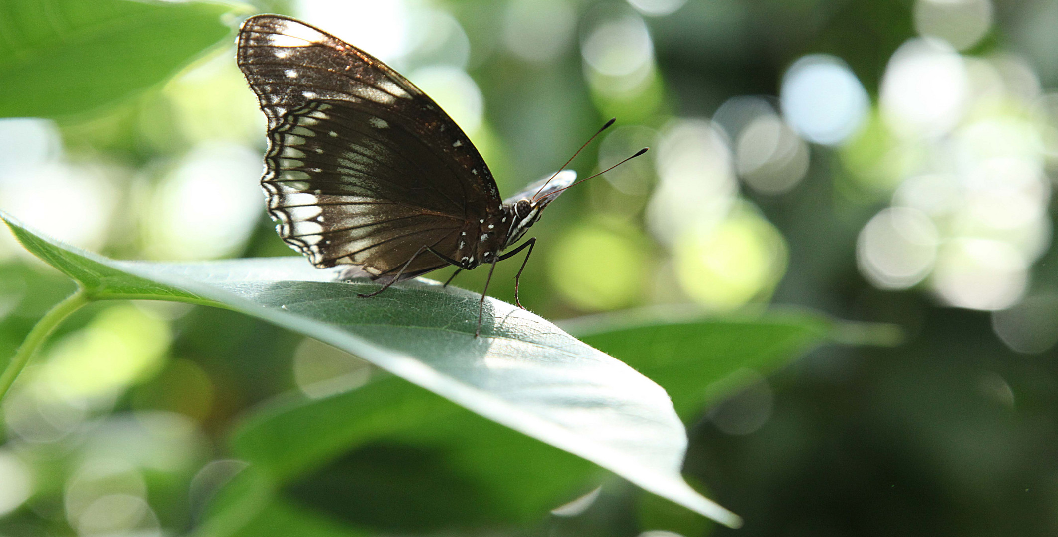 Schmetterling