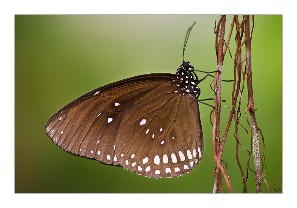 Schmetterling