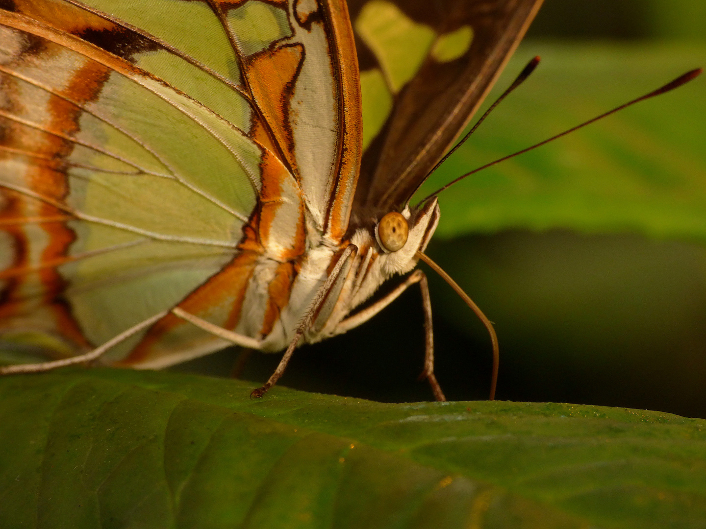 Schmetterling