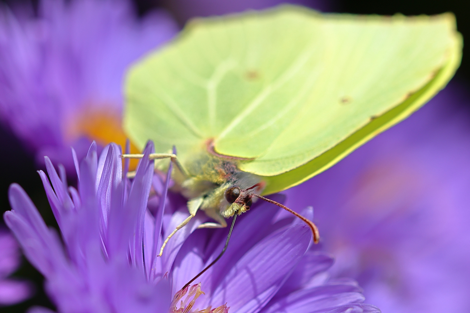 Schmetterling