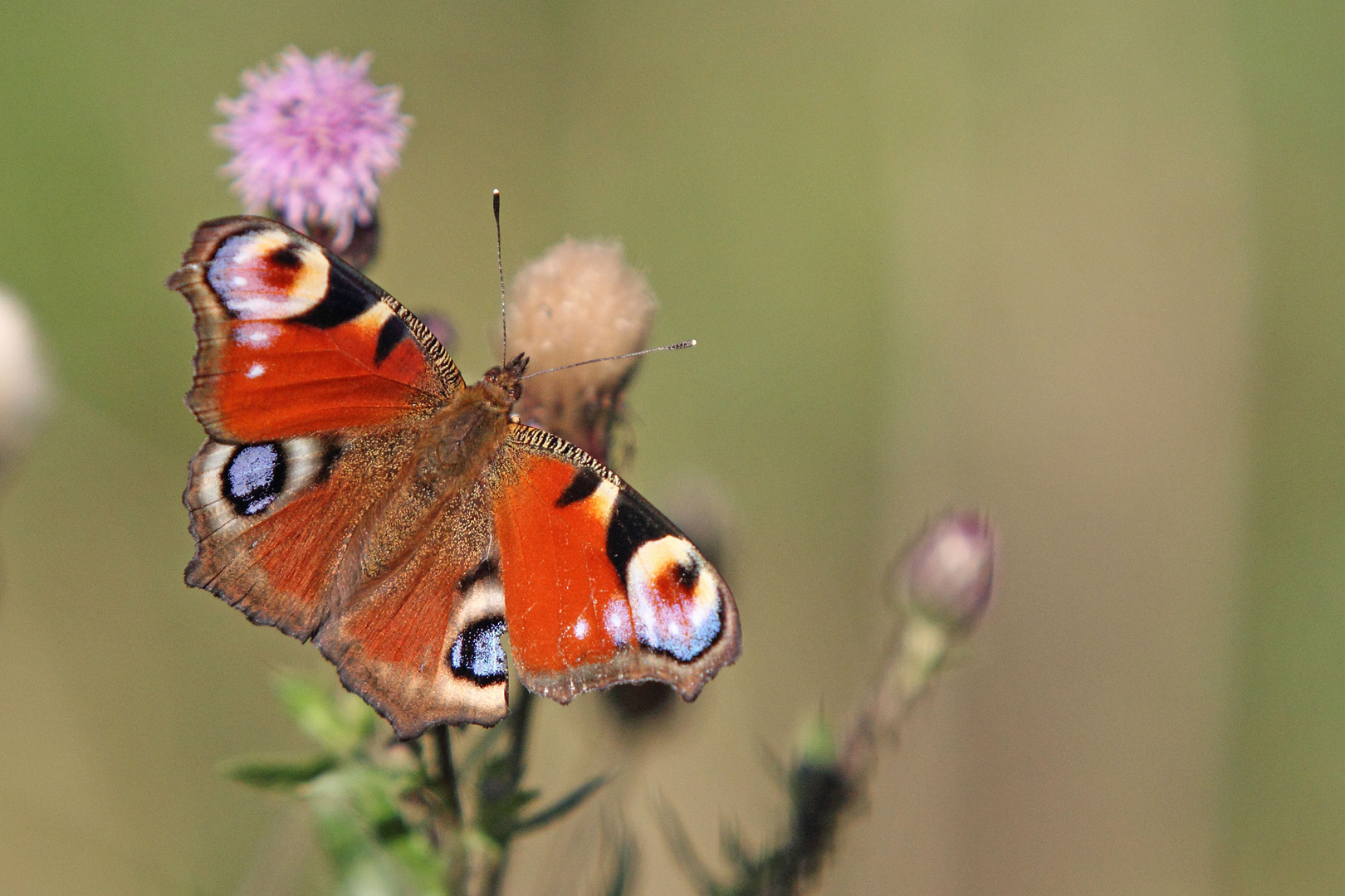 Schmetterling