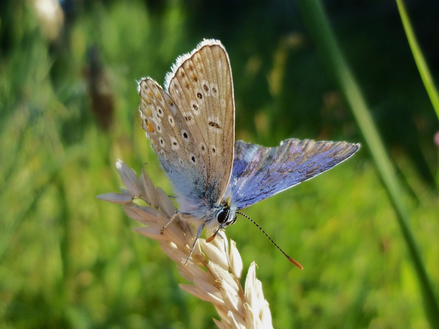 Schmetterling