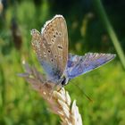 Schmetterling