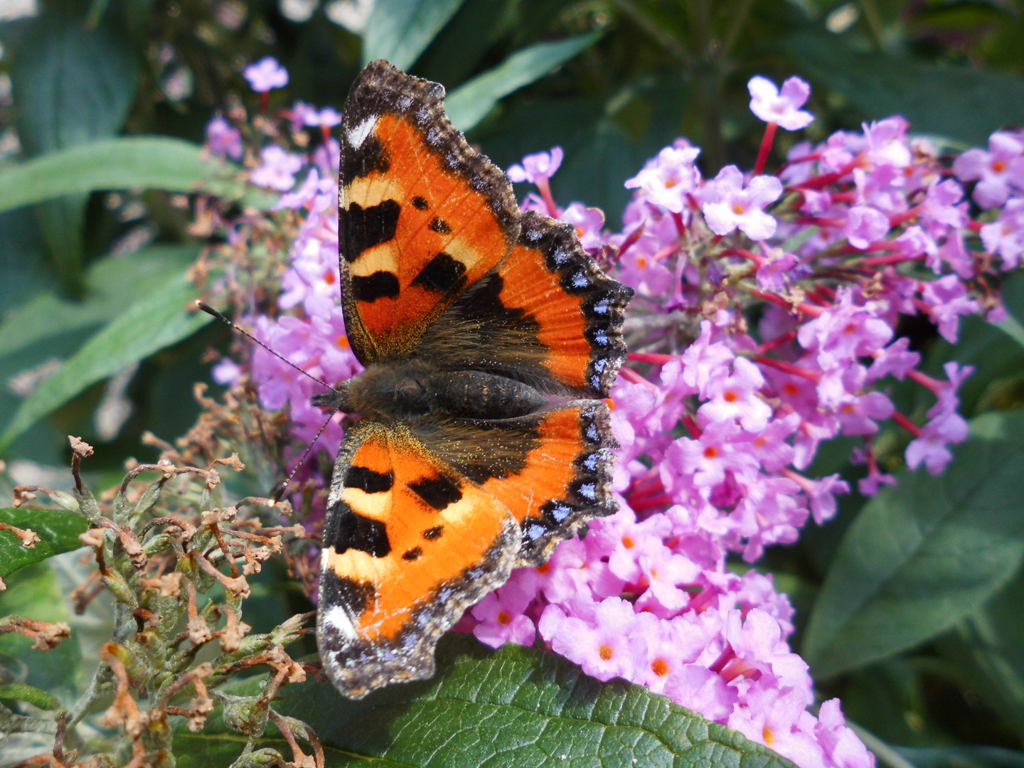 Schmetterling.